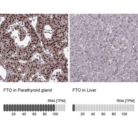 sigma antibodies|sigma prestige antibodies.